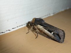Proteuxoa tortisigna