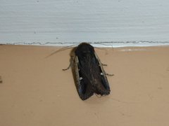 Proteuxoa tortisigna