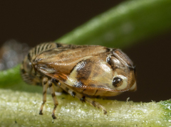 Clastoptera lineatocollis
