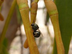 Eucharitidae