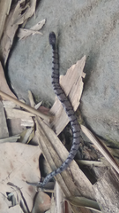 Asthenodipsas laevis