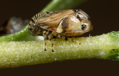 Clastoptera lineatocollis