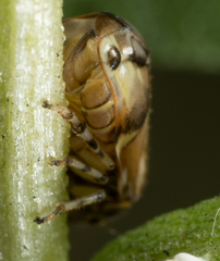 Clastoptera lineatocollis