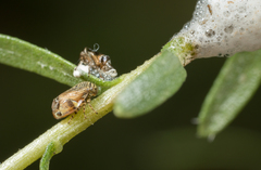 Clastoptera lineatocollis
