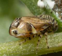 Clastoptera lineatocollis