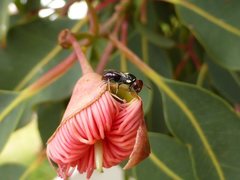 Hylaeus ruficeps ruficeps