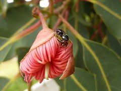 Hylaeus ruficeps ruficeps