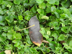 Gymnocladus dioicus