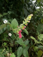 Salvia tortuosa