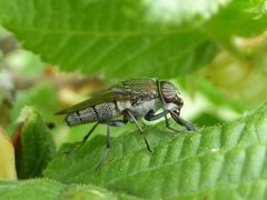 Stomorhina subapicalis