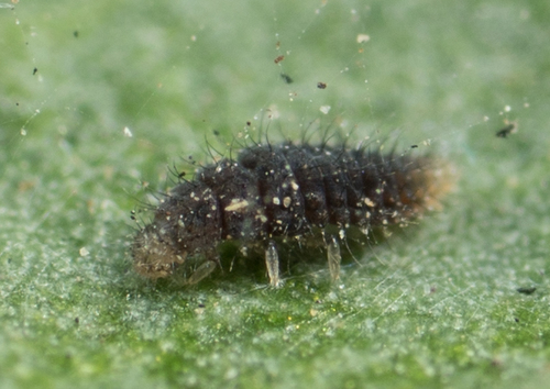 Spider Mite Destroyer photo 2