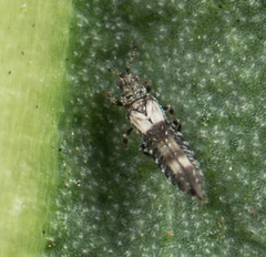 Caliothrips