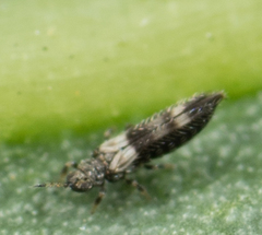 Caliothrips