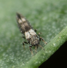 Caliothrips