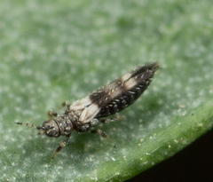 Caliothrips