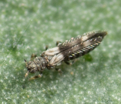 Caliothrips