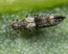 Caliothrips