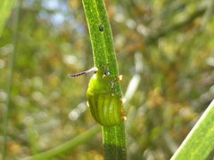 Calomela pallida