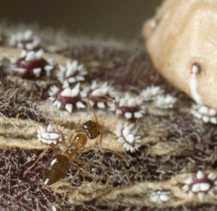 Ceroplastes cirripediformis
