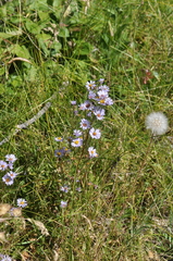 Symphyotrichum spathulatum