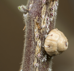 Ceroplastes cirripediformis