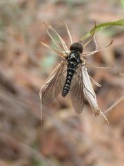 Docidomyia