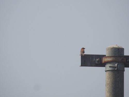 Plain-backed Sparrow