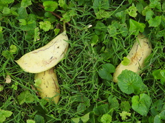 Gymnocladus dioicus