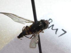 Betasyrphus serarius