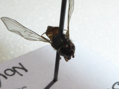 Betasyrphus serarius