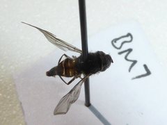 Betasyrphus serarius