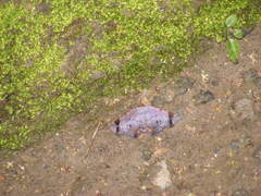 Mecodina albodentata