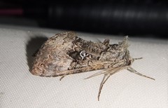 Syngrapha viridisigma