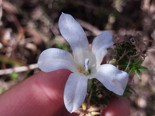 Sand Bell (Roella arenaria)