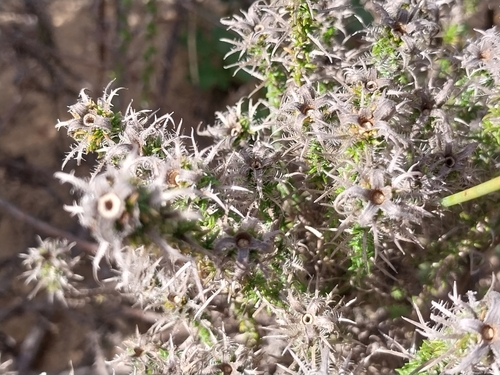 Image of Roella arenaria by (c) De Waal Hugo, some rights reserved (CC BY)