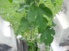 Morus alba