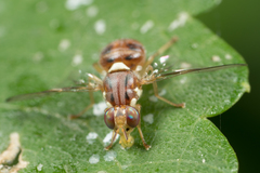 Bactrocera oleae