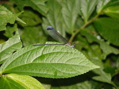 Psolodesmus mandarinus dorothea