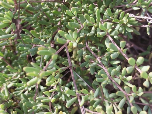Spiny Twinleaf (Roepera spinosa)