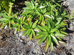 Hypochaeris sessiliflora