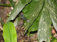 Psolodesmus mandarinus dorothea