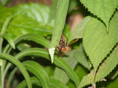 Anterhynchium flavomarginatum formosicola
