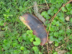 Gymnocladus dioicus