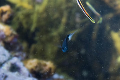 Pycnochromis margaritifer