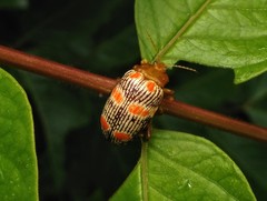 Podontia
