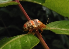 Podontia