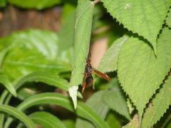 Anterhynchium flavomarginatum formosicola