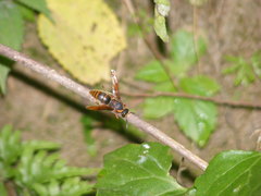 Anterhynchium flavomarginatum formosicola