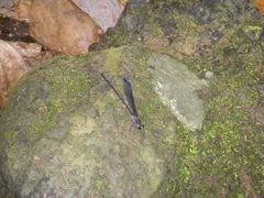 Psolodesmus mandarinus dorothea