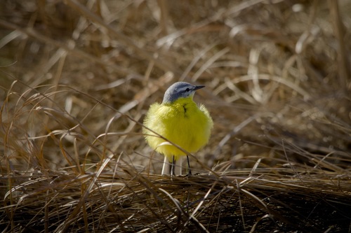 Western Yellow Wagtail